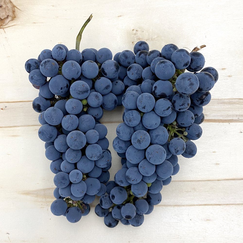 2026 Cabernet Sauvignon Wine Grapes – San Francisco Bay – Livermore Valley