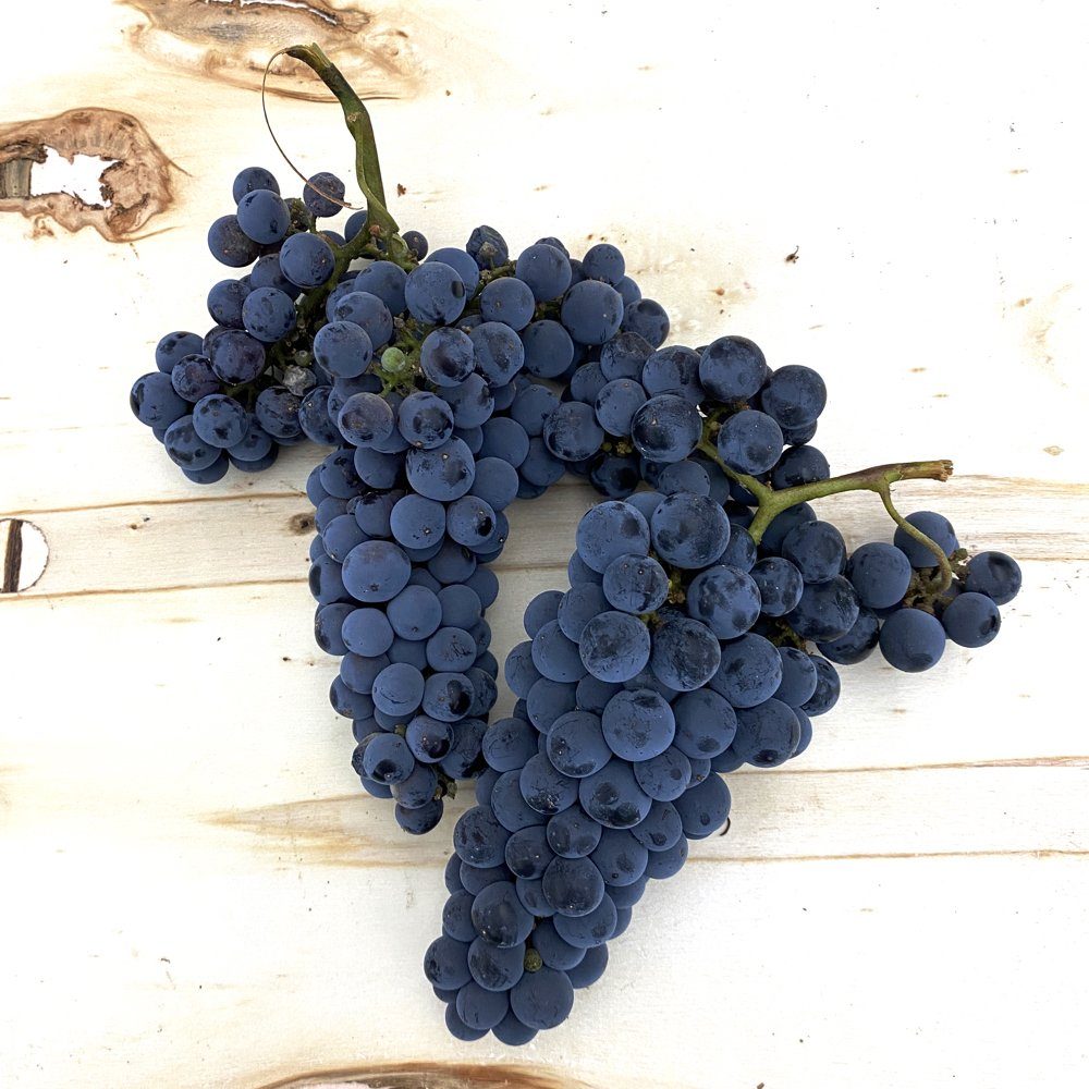 2026 Merlot Wine Grapes – San Francisco Bay – Livermore Valley