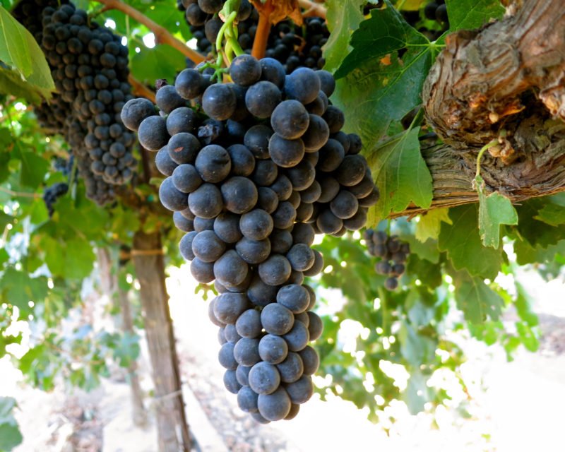 2026 Petite Sirah Wine Grapes – San Francisco Bay – Livermore Valley