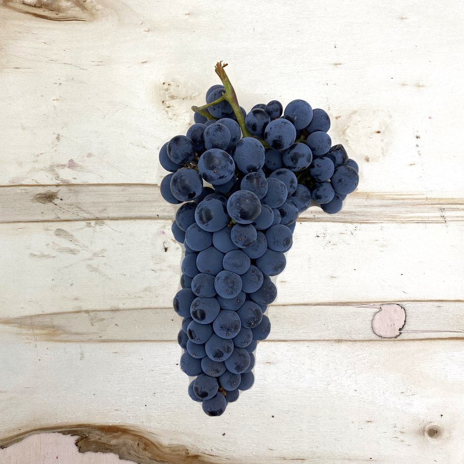 2026 Pinot Noir Wine Grapes – San Francisco Bay – Livermore Valley