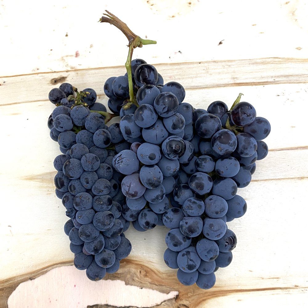 2026 Sangiovese Wine Grapes – San Francisco Bay – Livermore Valley