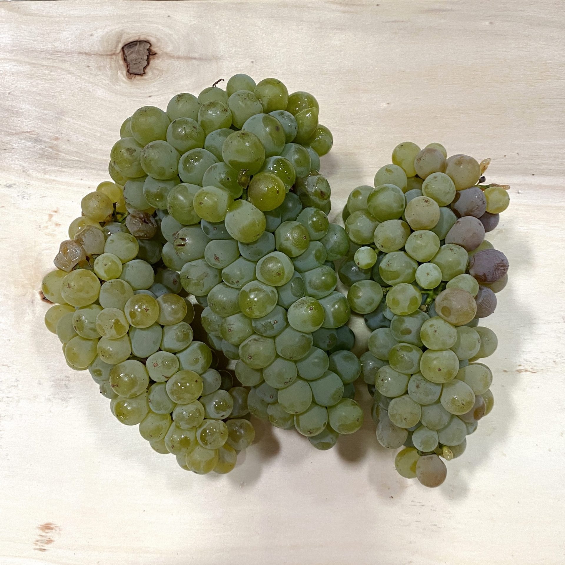 2026 Sauvignon Blanc Wine Grapes – San Francisco Bay – Livermore Valley